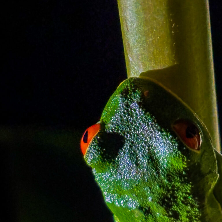 Qué llevar a una caminata nocturna
